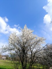 spring garden in bloom, blooming plum tree