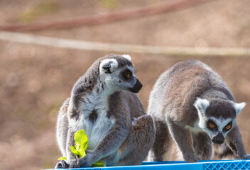 fotografia de un lemur comiendo hojas verdes , distraido alegremente 