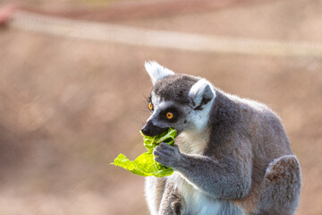 fotografia de un lemur comiendo hojas verdes , distraido alegremente 
