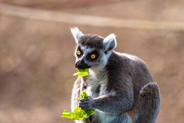 fotografia de un lemur comiendo hojas verdes , distraido alegremente 