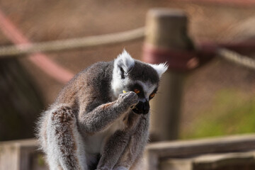 fotografias de un lemur contento jugando libremente 