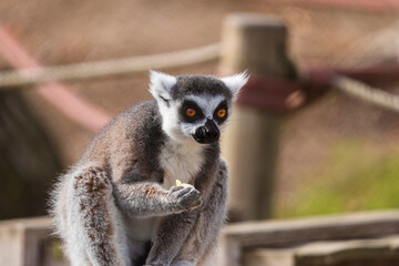 fotografias de un lemur contento jugando libremente 