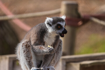 fotografias de un lemur contento jugando libremente 