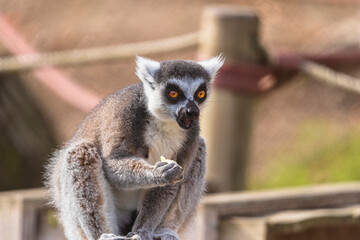 fotografias de un lemur contento jugando libremente 