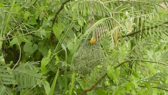 Weaver bird The Baya Weaver bird is a weaverbird found across the Indian subcontinent and southeast Asia. Location: Sekinchan, Selangor, Malaysia.