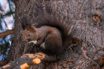 cute young squirrel portrait on tree at park, wildlife