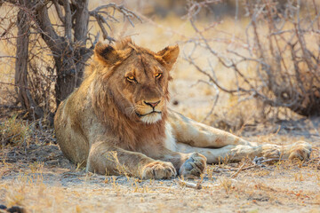 young male Lion (Panthera leo) resting in the shade of a tree during the hottest part of the day, Etosha National Park, Namibia
