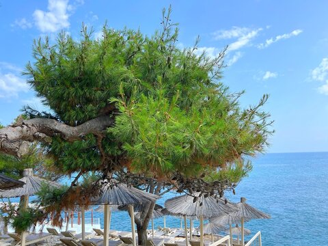 Pine tree on beach and Adriatic sea in Montenegro.
