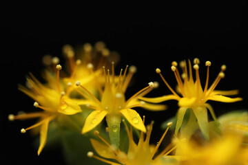 Close up goldmoss Stonecrop (Sedum acre) flower and leaves - 764619188