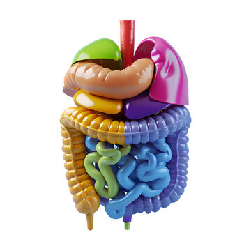 Human Organ Model, Digestive System, PNG Cutout Isolated on a Transparent Background