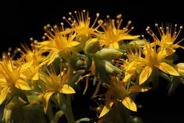 Close up goldmoss Stonecrop (Sedum acre) flower and leaves - 764619504