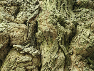Deciduous tree bark. Tree bark texture. Vintage background