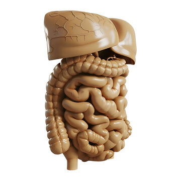 Human Organ Digestive System Model, PNG Cutout Isolated on a Transparent Background