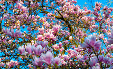 Magnolia Tree with hundreds of pink and white flowers and leaf buds blooming on a sunny blue sky...