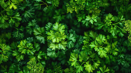 Parsley top-down shot, close-up macro, herb, modern, symmetrical vibrant eco background, isolated, abstract organic nature-inspired natural textures banner background, sunny, bright, natural light