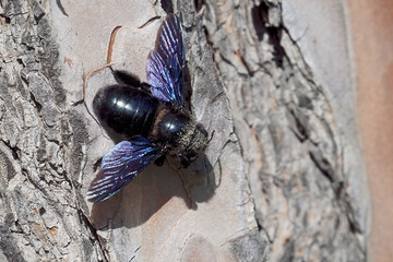 female violet carpenter bee on the bark of a domestic pine