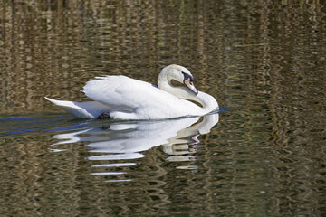 young male mute swan