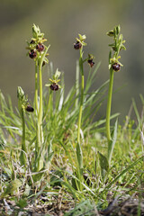 early spider-orchid, Ophrys sphegodes, Orchidaceae