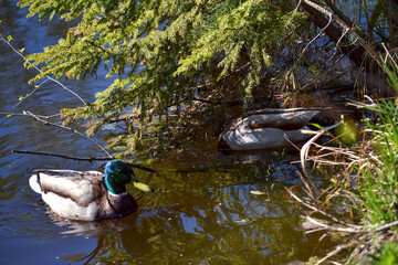 Ducks swim in a pond near the shore