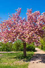 A Japanese cherry tree in full bloom in Wiesbaden Germany on the banks of the Rhine