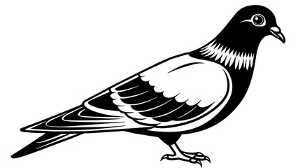 Captivating Pigeon Vector Illustration Enhance Your Design with Stunning Artwork
