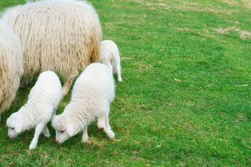 Easter lamb drinks with his mother in a green meadow. Baby farm animal on a farm