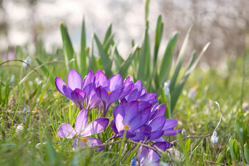 Crocuses in a meadow in soft warm light. Spring flowers that herald spring. Flowers
