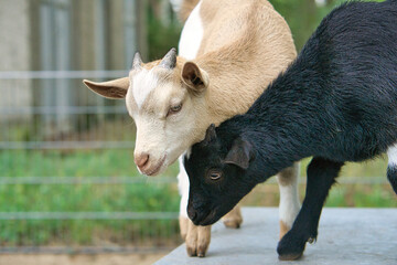 Goats playing with each other. Funny animal photo. Farm animal on the farm. Animal
