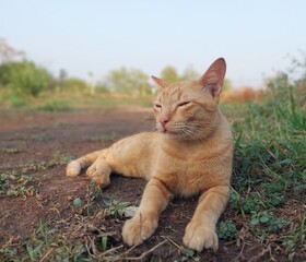Naklejka na ściany i meble Cute orange cat in the garden and good mood fresh at sunse