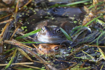 Two frogs in a shallow pond amid grasses