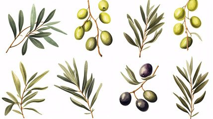Set of olives with leaves. watercolor illustration