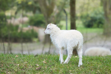 Obraz premium Easter lamb standing on a green meadow. White wool on a farm animal on a farm