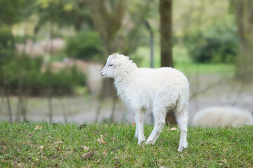 Easter lamb standing on a green meadow. White wool on a farm animal on a farm