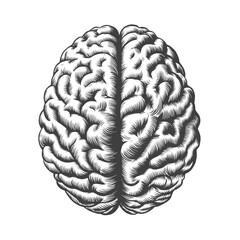 Monochrome vintage engraving human brain illustration in front view isolated on white background. Black and white hand drawn brain sketch