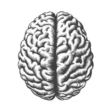 Monochrome vintage engraving human brain illustration in front view isolated on white background. Black and white hand drawn brain sketch