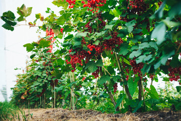 growing for red currants on a garden farm