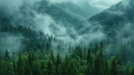 Tuinposter A beautiful landscape with fir trees and mountains buried in fog. © Muhammad_Waqar