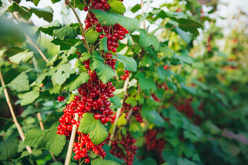 macro photography of red currant berries hanging from the bushes, against the backdrop of the garden