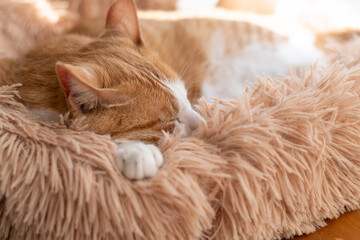 Fototapeta premium 眠る猫 茶トラ猫
