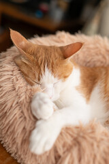 Naklejka premium 眠る猫 茶トラ猫