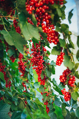 bunches of red currants hanging from currant bushes against the backdrop of a garden farm