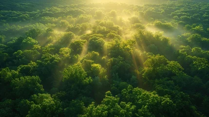 Fotobehang Aerial View of a Misty Rainforest at Sunrise with Light Rays © Muhammad_Waqar