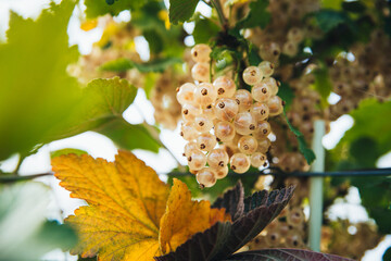 Macro photograph of white currants hanging from currant bushes