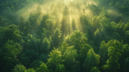 Fotobehang Aerial View of a Misty Rainforest at Sunrise with Light Rays © Muhammad_Waqar