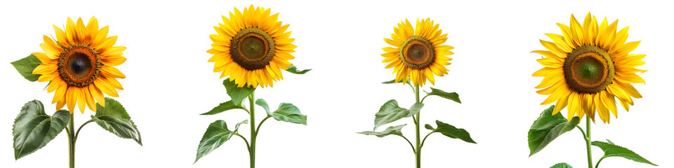 Set of Vibrant Sunflower - On Transparent Background
