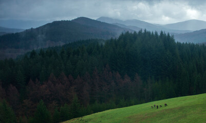 Misty Guadalajara Northern Mountain with Horses Grazing, Spain