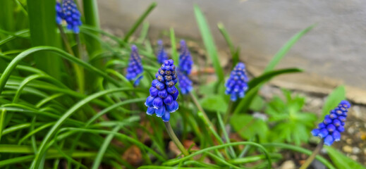 Macro shot of a purple flowering grape hyacinth