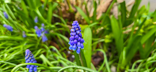 Macro shot of a purple flowering grape hyacinth