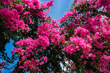 Pink crape myrtle with purple flowers on woody branches under a blue sky
