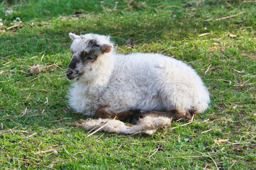 Easter lamb lying on a green meadow. White wool on a farm animal on a farm. Animal